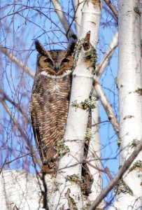 Great Horned Owl